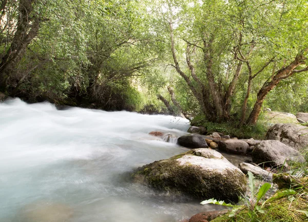 Nature — Stock Photo, Image