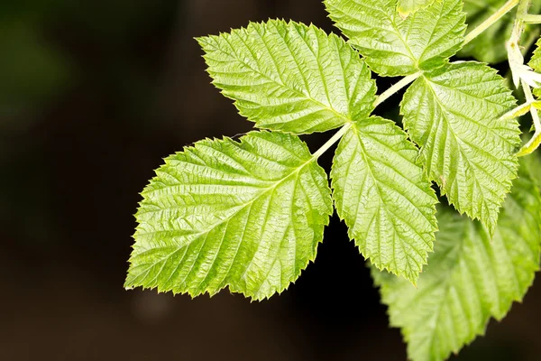 Natuur — Stockfoto