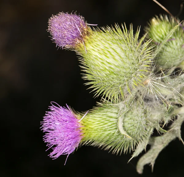 Natur — Stockfoto