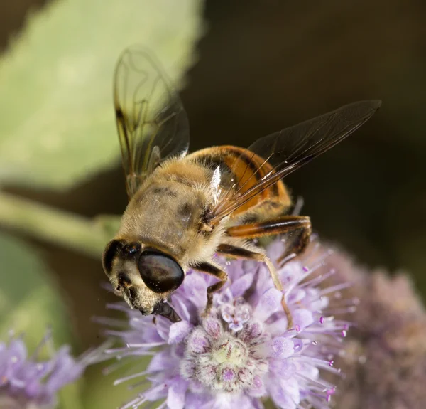 Nature — Stock Photo, Image