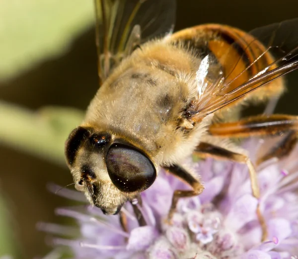 Nature — Stock Photo, Image