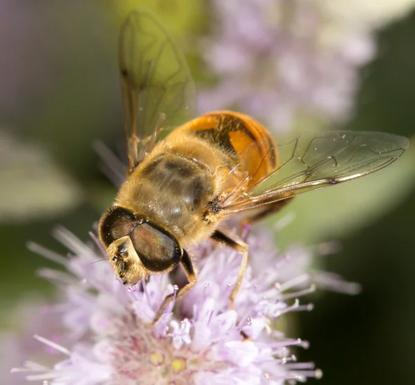 Natura — Foto Stock