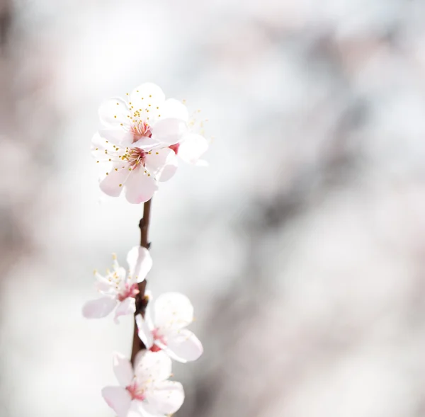 Nature — Stock Photo, Image