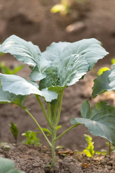 Natuur — Stockfoto