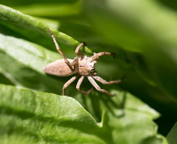 Naturaleza — Foto de Stock