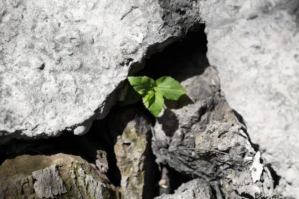 Nature — Stock Photo, Image