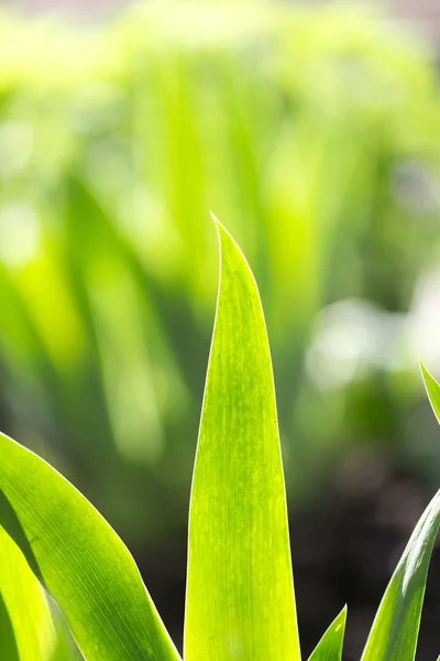 Nature — Stock Photo, Image