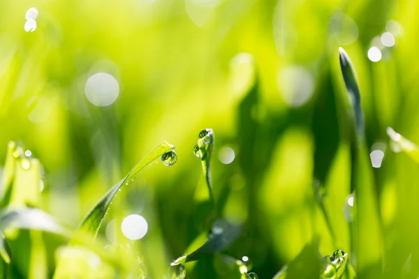 Naturaleza — Foto de Stock