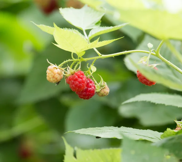 Natuur — Stockfoto