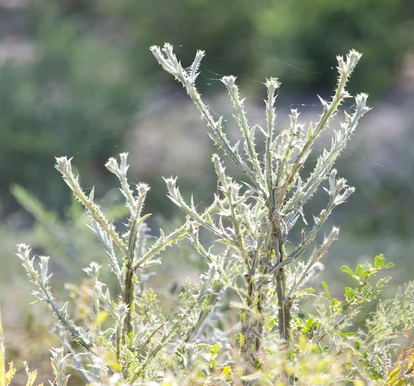 Natur — Stockfoto