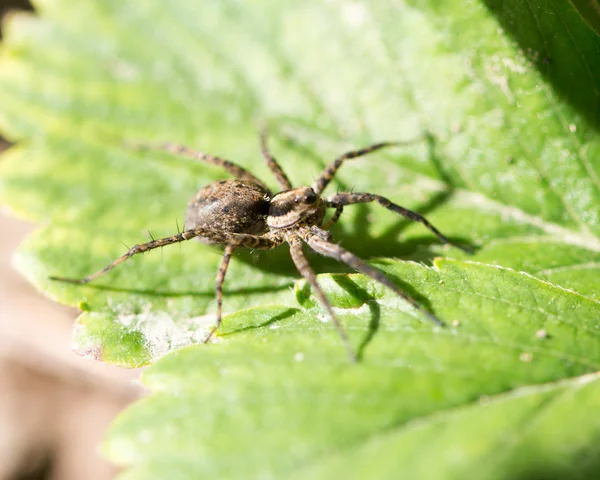 Nature — Stock Photo, Image