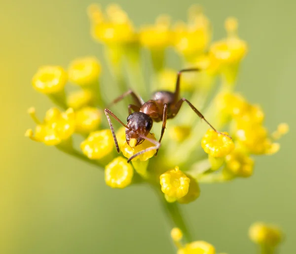 Natur — Stockfoto