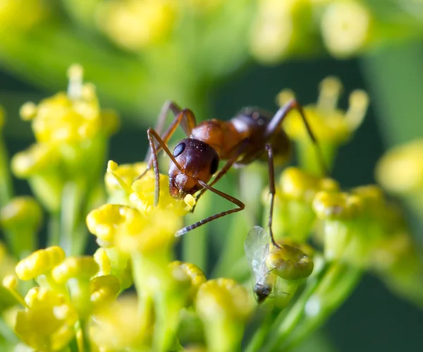 Natur — Stockfoto