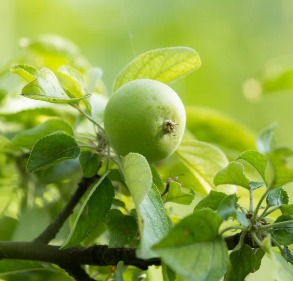 Naturaleza — Foto de Stock