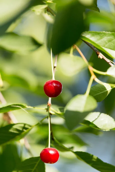 Natuur — Stockfoto