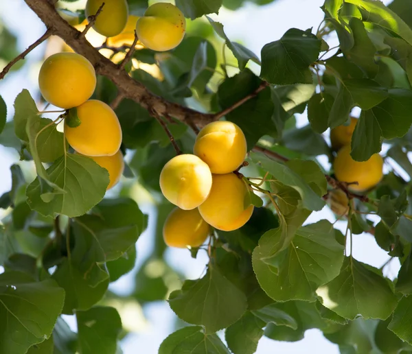 Natuur — Stockfoto