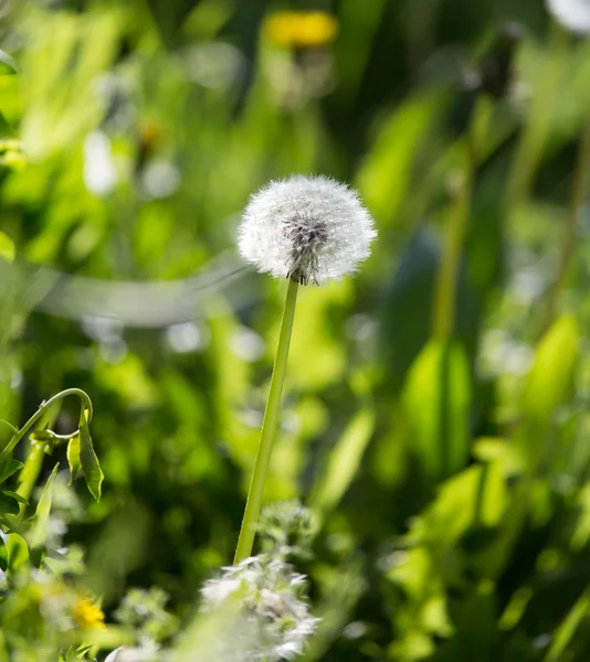 Natur — Stockfoto