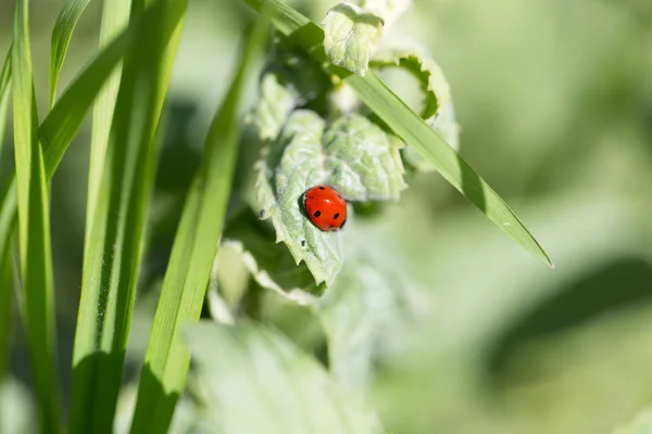 Natura — Foto Stock