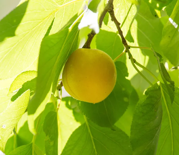 Naturaleza — Foto de Stock