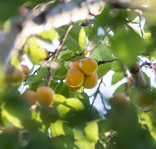 Nature — Stock Photo, Image