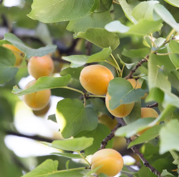 Nature — Stock Photo, Image