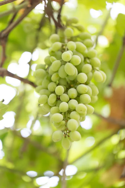 Naturaleza —  Fotos de Stock