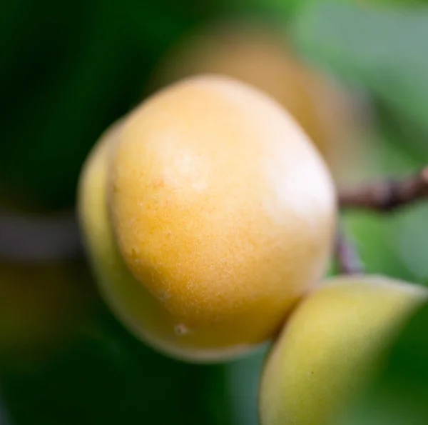 Natuur — Stockfoto