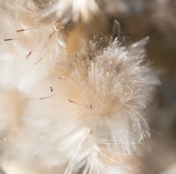 Natur — Stockfoto