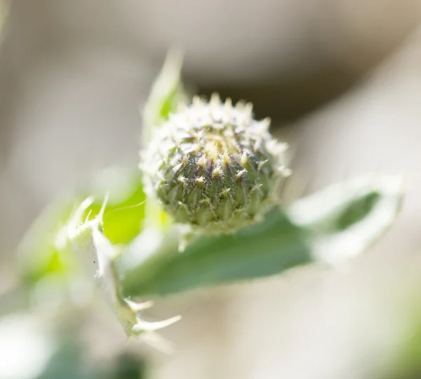 Naturaleza — Foto de Stock