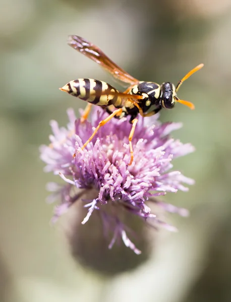 Naturaleza — Foto de Stock