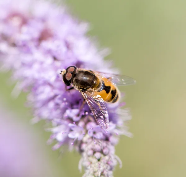 Natura — Foto Stock