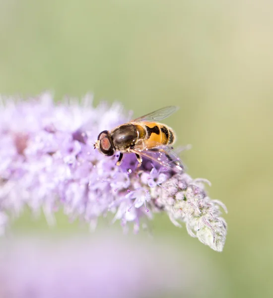 Nature — Stock Photo, Image