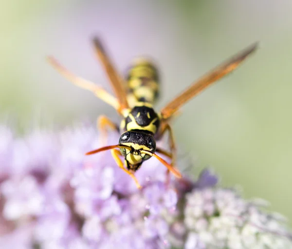 Natur — Stockfoto