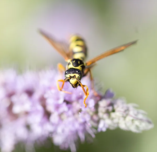 Natura — Foto Stock