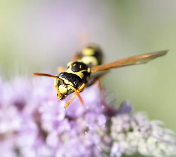 Natur — Stockfoto