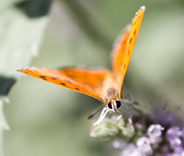 Natureza — Fotografia de Stock