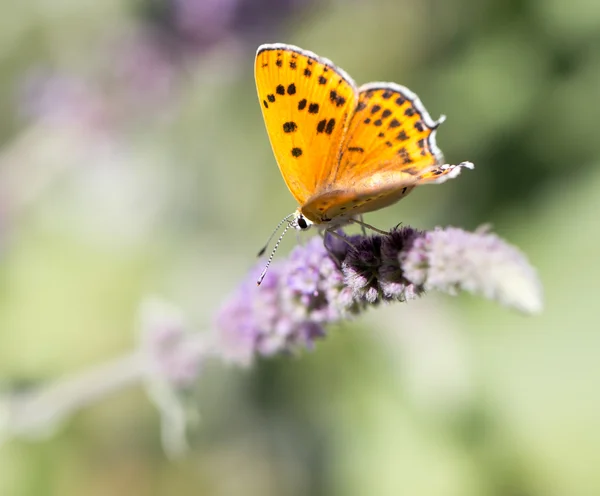 Natur — Stockfoto