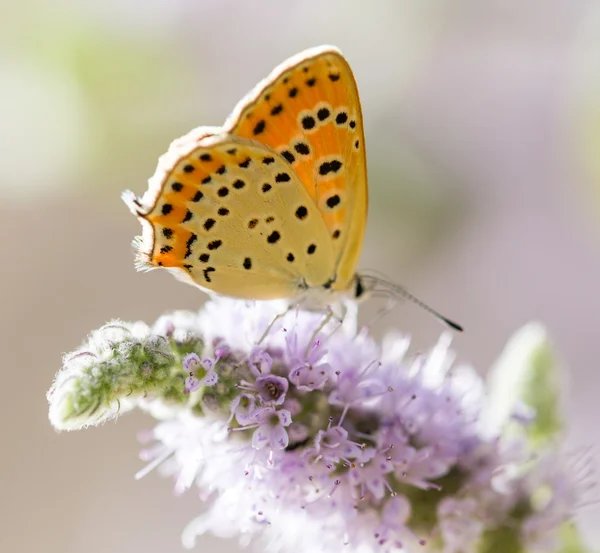 Natureza — Fotografia de Stock