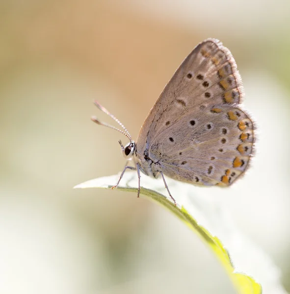 Natureza — Fotografia de Stock