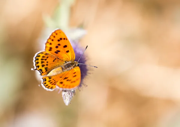 Natureza — Fotografia de Stock