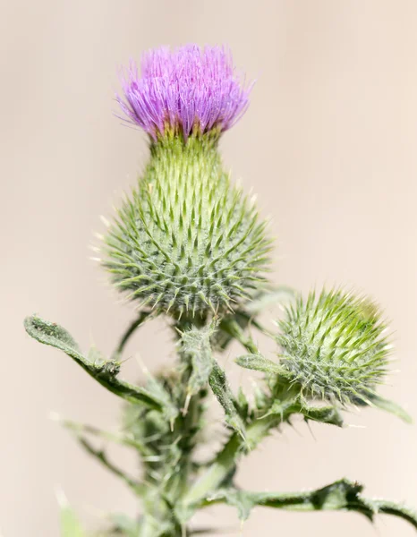 Natur — Stockfoto