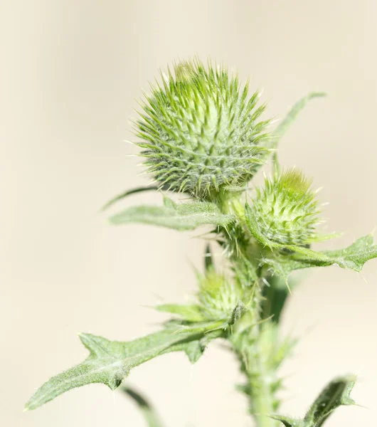 Naturaleza — Foto de Stock