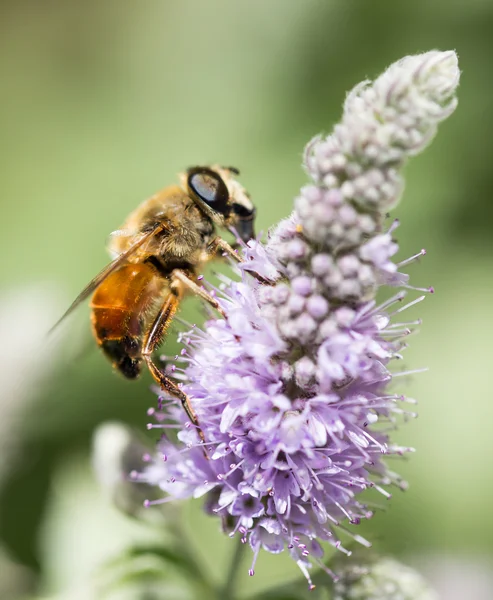 Natura — Foto Stock