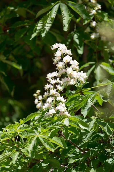 Nature — Stock Photo, Image