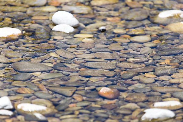 Nature — Stock Photo, Image