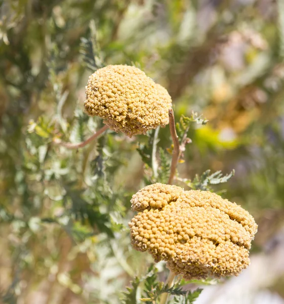 Natur — Stockfoto