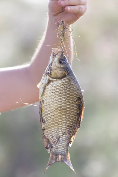 Naturaleza — Foto de Stock