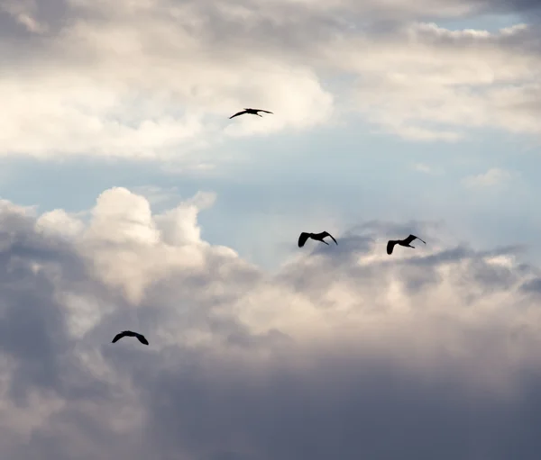 Hintergrund — Stockfoto