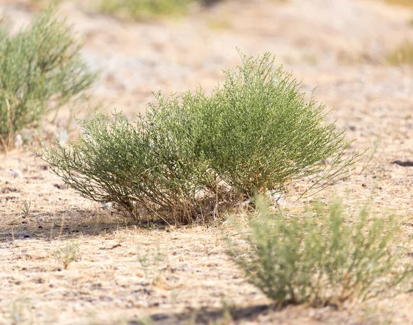 Hintergrund — Stockfoto