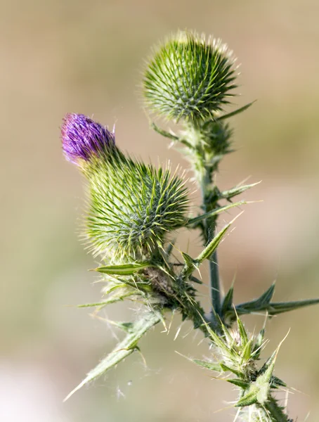 Achtergrond — Stockfoto